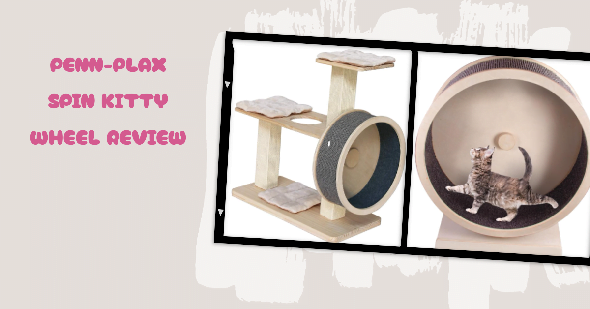 Penn Plax Cat Wheel Review Featured image