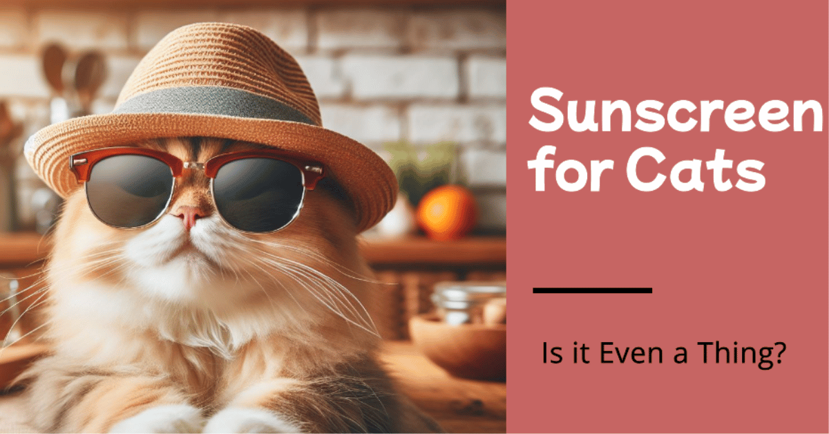 Sunscreen for Cats Featured image
