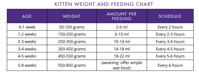 Table showing optimal persian kitten  feeding portions