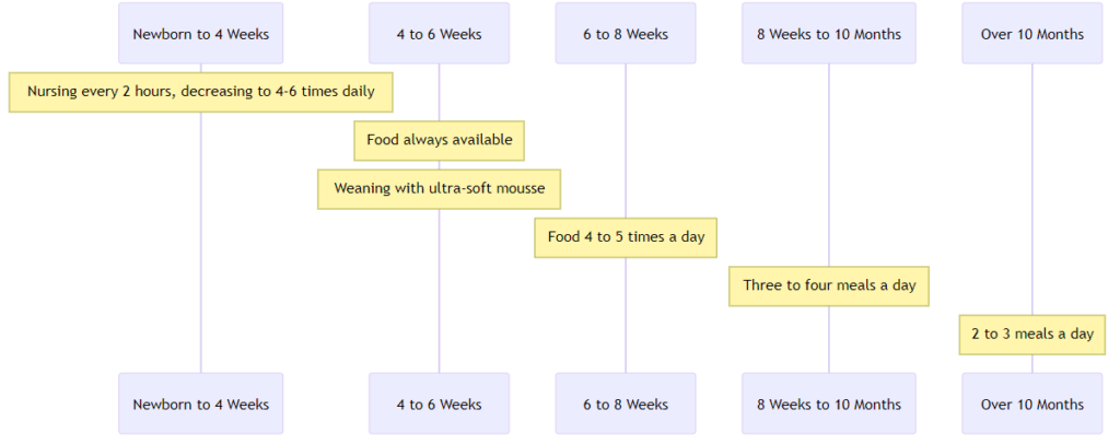 graph diagram illustrating the flow of feeding and care stages for Persian kittens from newborn to over 10 months old