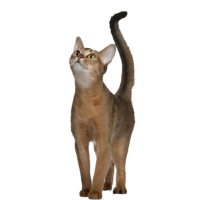 Image of a Abyssinians cat used to illustrate the section on their high necessity for cat wheels due to their active nature.