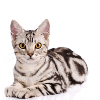 American Shorthair Cat Breed