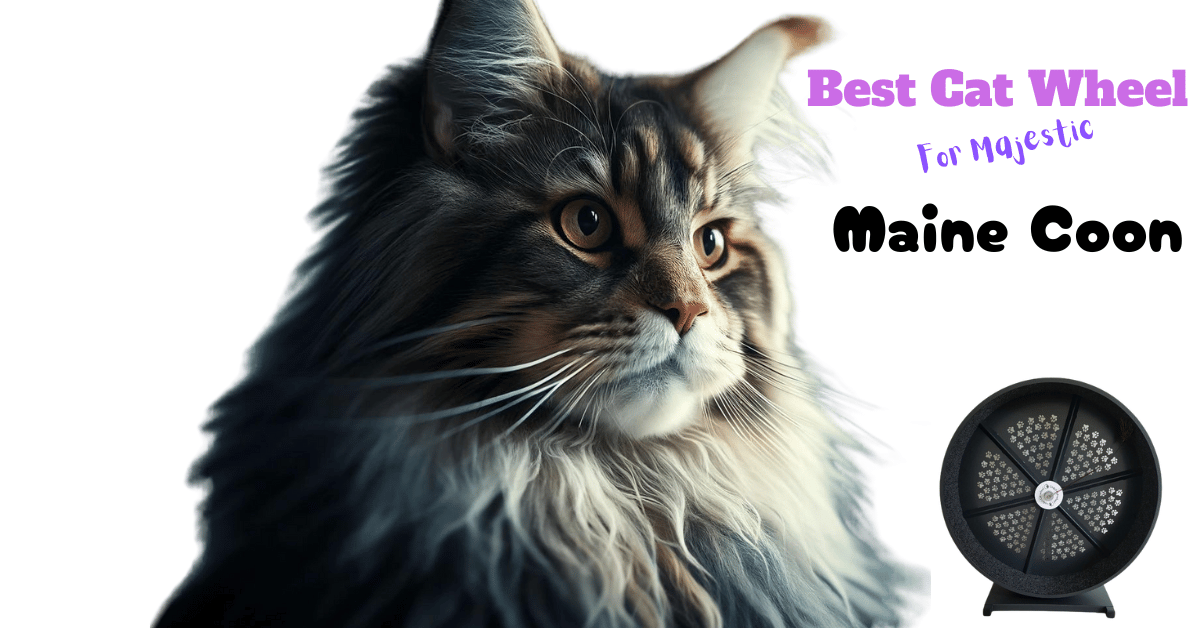 Best Cat Wheel for Maine Coon Featured Image