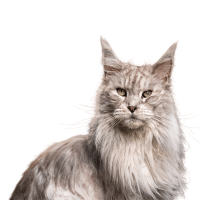 image of an adolescent maine coon cat