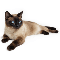 Siamese Adult