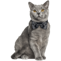 Image of a British Shorthair cat listed as one of the Brachycephalic Cat Breeds