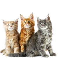 Cat breed kitten maine coon showing the variety of colors 