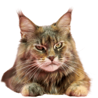 Image of an adult maine coon cat