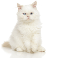 Cat breed persians