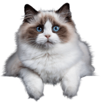 Cat breed ragdolls portrayed as a cat breed more cuddle then Bengal cats