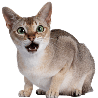 Image of a Singapura as one of the cat breeds with big ears