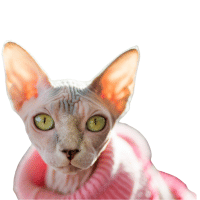 Cat breed sphynx