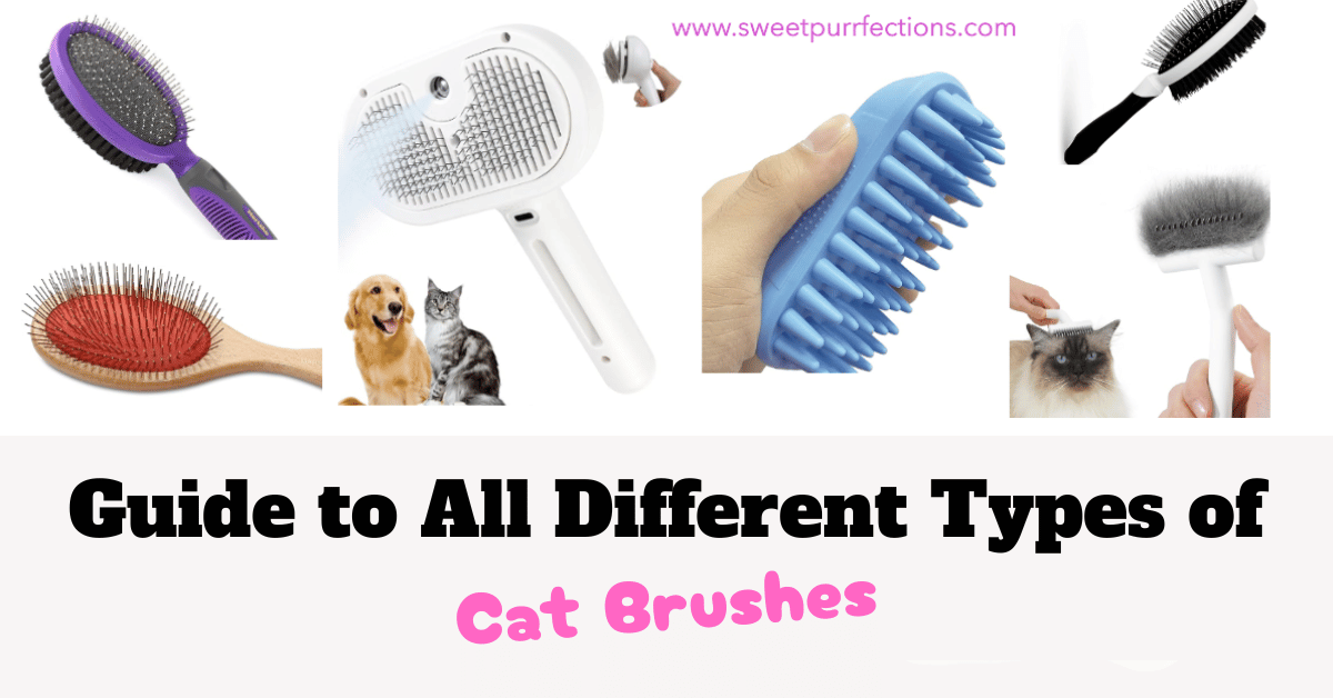 Guide to All Different Types of Cat Brushes Featured Image