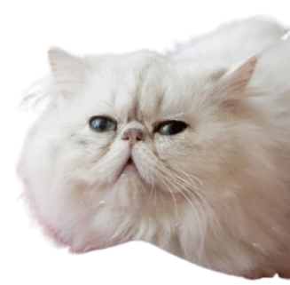 Image of a Peke-faced persian cat white