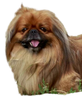 Image of a Pekinese Dog comparing it with the peke-face persian cat