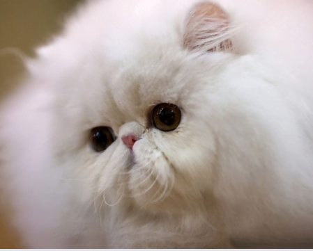 Image of a Peke faced Persian Cat Exaggerated flat