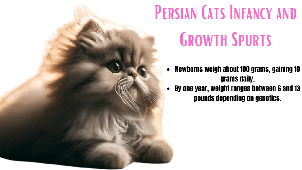 Image showing Growth rate of Persian Kitten up to 1 year