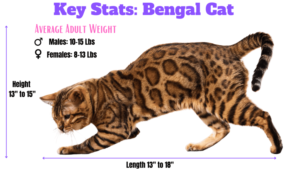 Key Stats on Bengal cats including weight height and length infographic