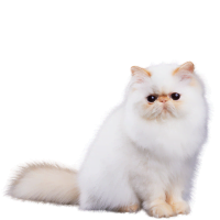 Image of a Persian cat used to illustrate the section on their low necessity for cat wheels due to their relaxed nature.