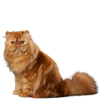 Persian cat image listed as one of the Brachycephalic Cat Breeds