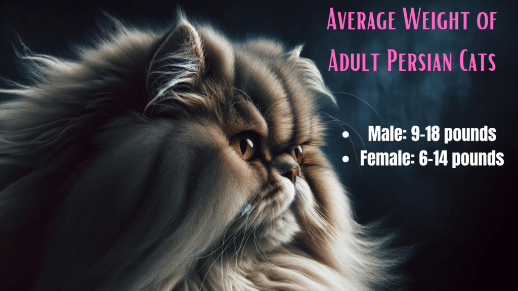 Visual showing Average weight of Adult Persian cats