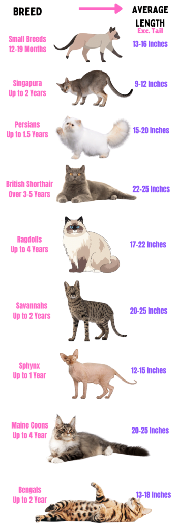 When do Cats Stop Growing visual showing length of different cat breeds