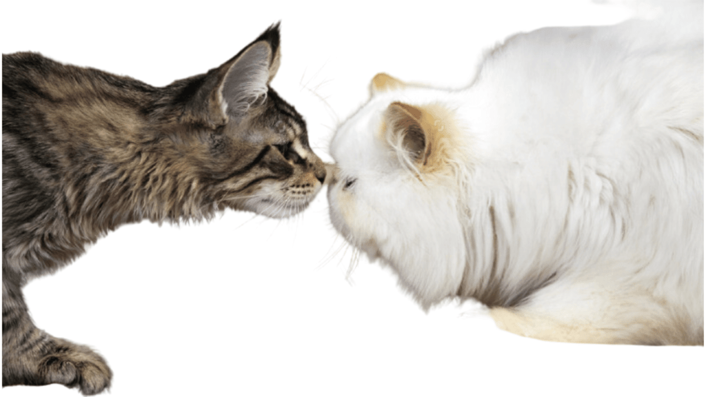 Image showing the difference in muzzle between a maine coon and a peke face Persian Cat