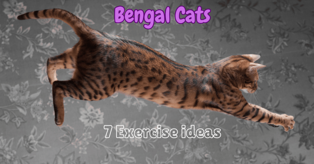 7 Ways on how to exercise a Bengal Cat Featured Image