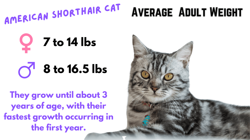 American Shorthair Cat Average Weight Infographic