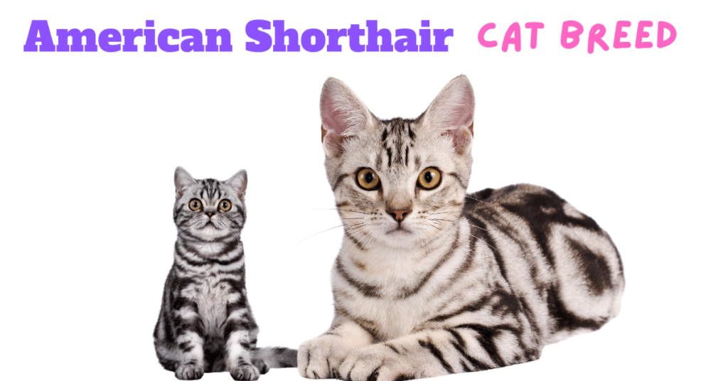 American Shorthair Cat Breed: A Full Guide to Care and Personality