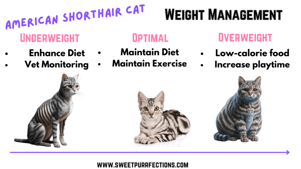 American Shorthair Cat Weight Management infographic