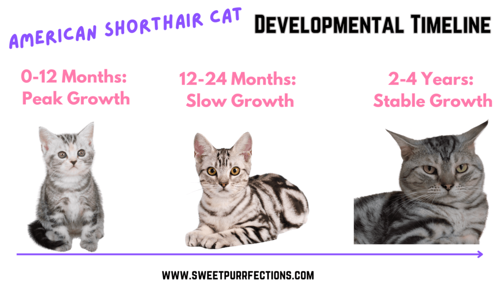 American Shorthair Cat developmental timeline infographic