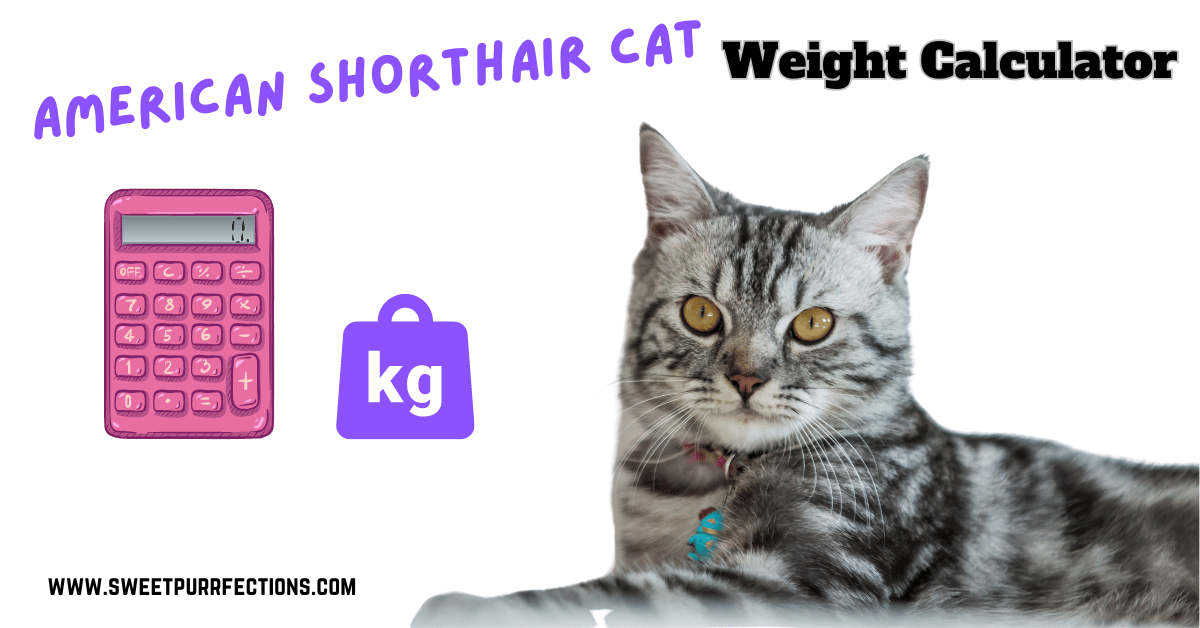 American Shorthair Cat weight calculator featured image