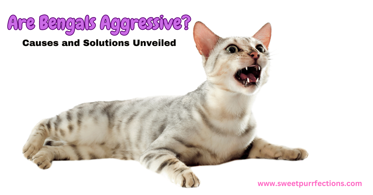 Are Bengal Cats Aggressive Featured Image