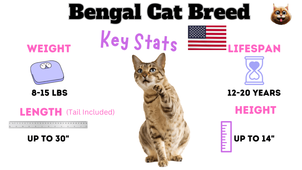 Bengal Cat Breed Key stats as one of the large cat breeds