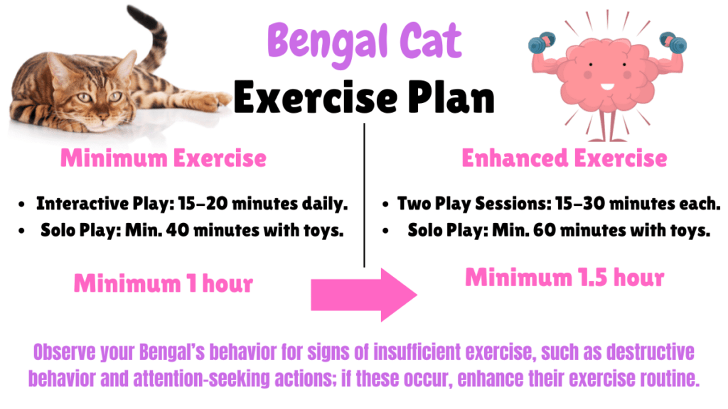 Bengal Cat Exercise requirements visual