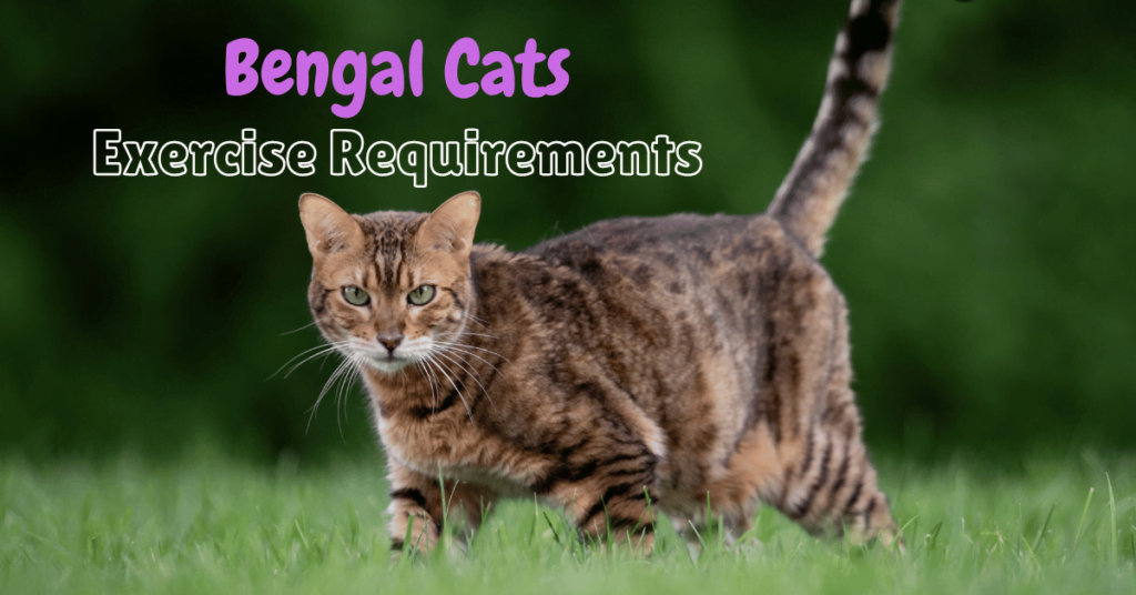 Bengal Cats Exercise Requirements Featured Image