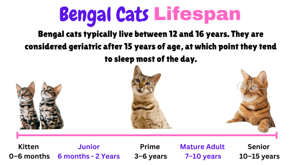 Bengal Cats Lifespan Visual showing how long do Bengal cats live