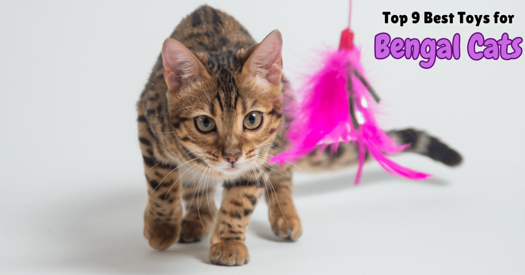 Best Toys For Bengal Cats Featured Image