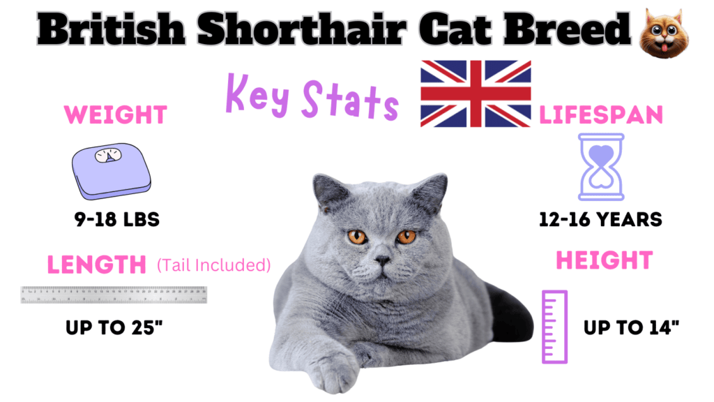 British Shorthair Cat Breed Key stats as one of the large cat breeds