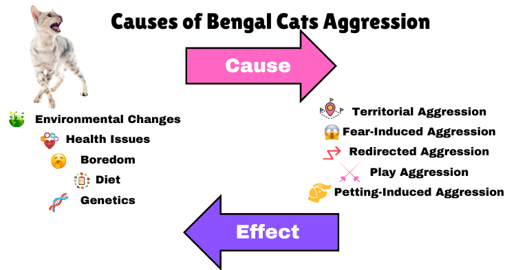 Causes and effects infographic showing Bengal Cats Aggression
