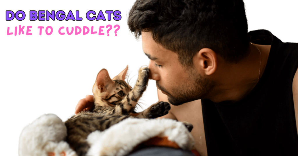 Do Bengal Cats Like to Cuddle? How to Bond with Your Bengal