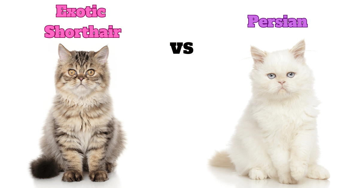 Exotic Shorthair Cat vs Persian Cat Featured Image