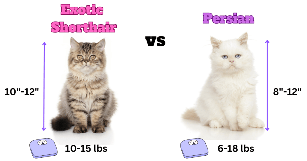 Exotic Shorthair Cat vs Persian Cat Visual showing differences in Physical Characteristics