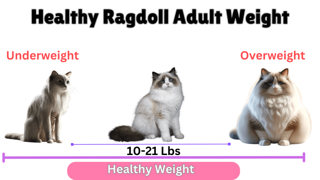 Healthy Ragdoll cat adult weight visual