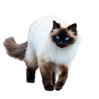 Himalayan Cat Breed Image listed as one of the Brachycephalic Cat Breeds