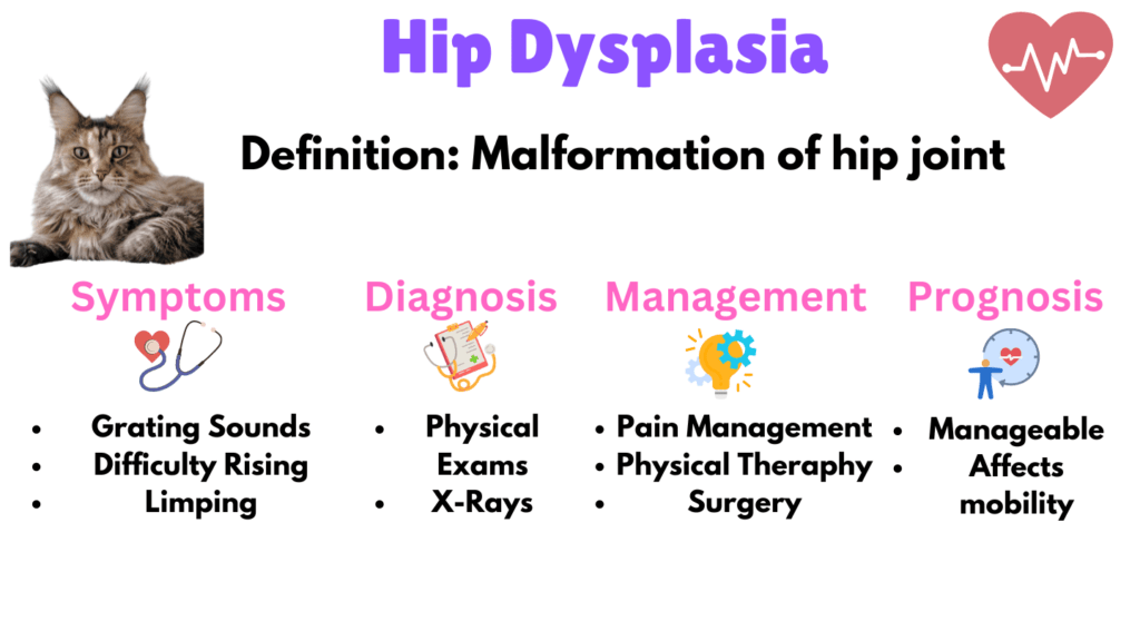 What is Hip Dysplasia infographic listed as one of the Genetic Diseases of Maine Coon Cats