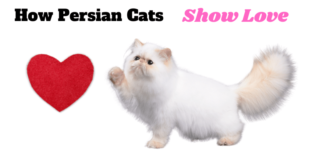 How Persian Cats Show Love: Unlocking the Heart