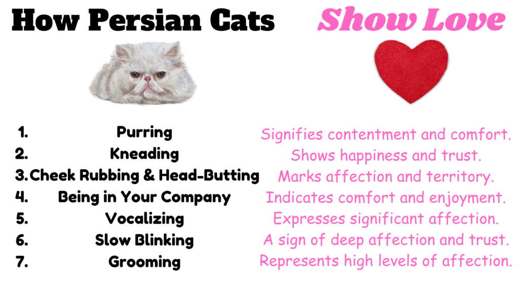 How Persian Cats Show Love Infographic