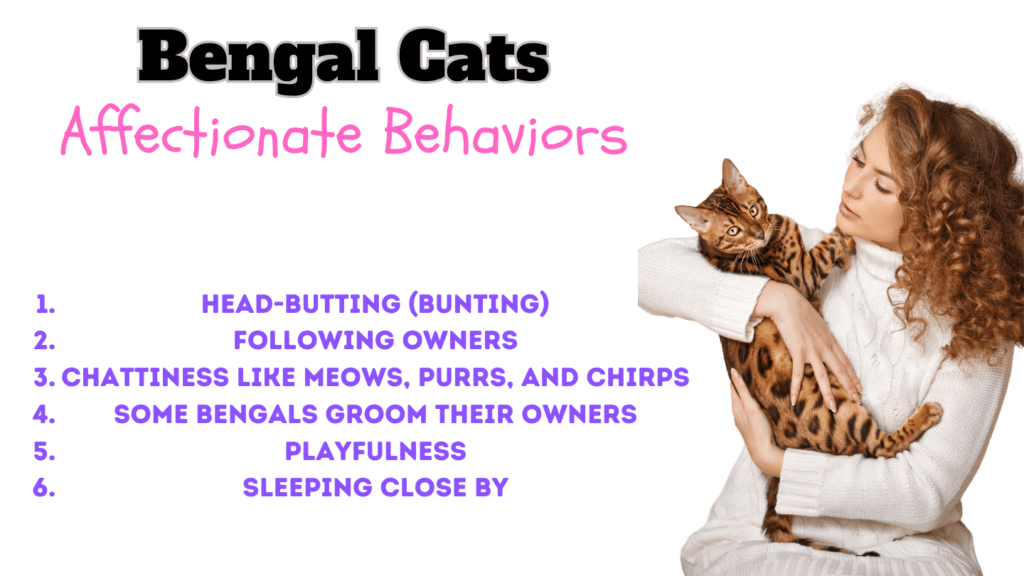 How do Bengal cats show affection visual 